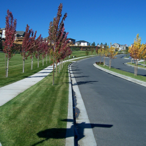 Full Service Lawn Care