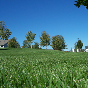 Lawn Aeration