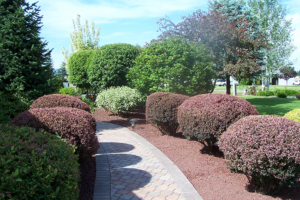 Tree & Shrub Care