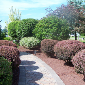 Tree & Shrub Care
