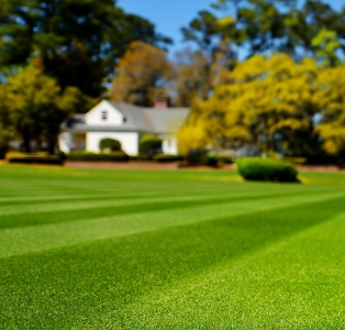 lawn with house in background