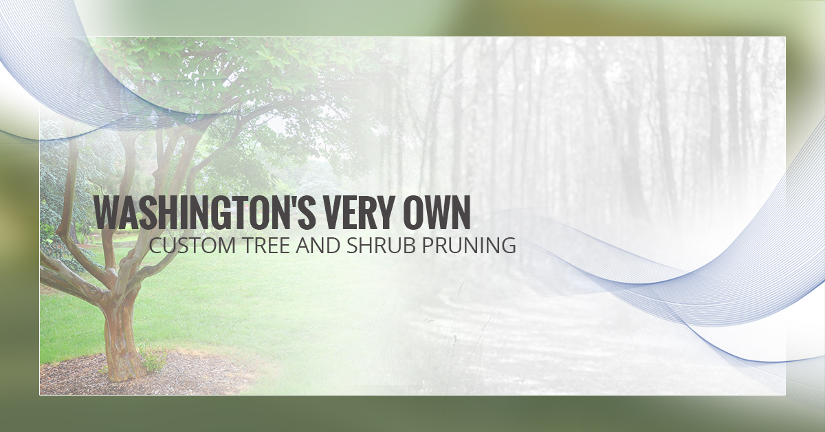 washington's very own custom tree and shrub pruning