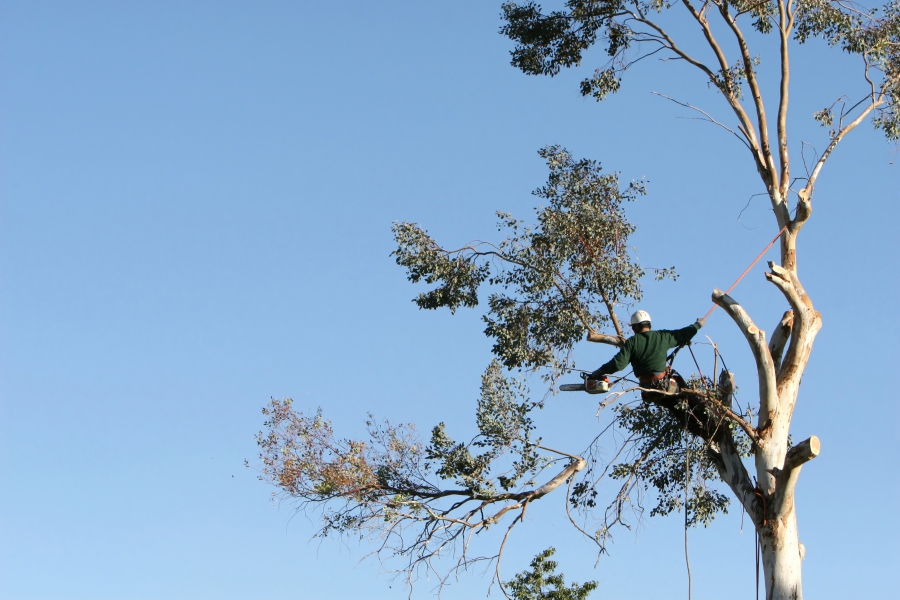 Tall Tree Service