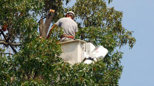 Tree Trimming
