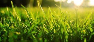 HERO_GRASS_2016