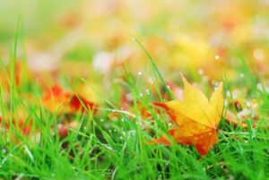 dreamstime_xxl_12110101