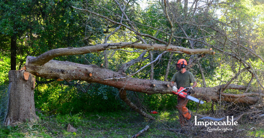 using chainsaw on tree
