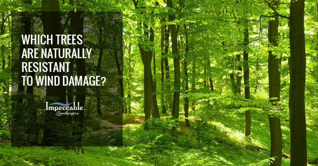 very wooded area