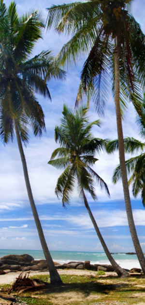 featured-side_palm