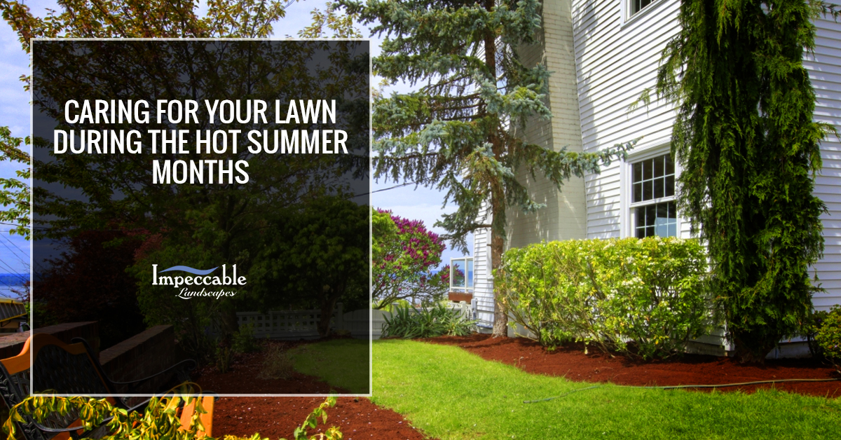 beautiful backyard lawn