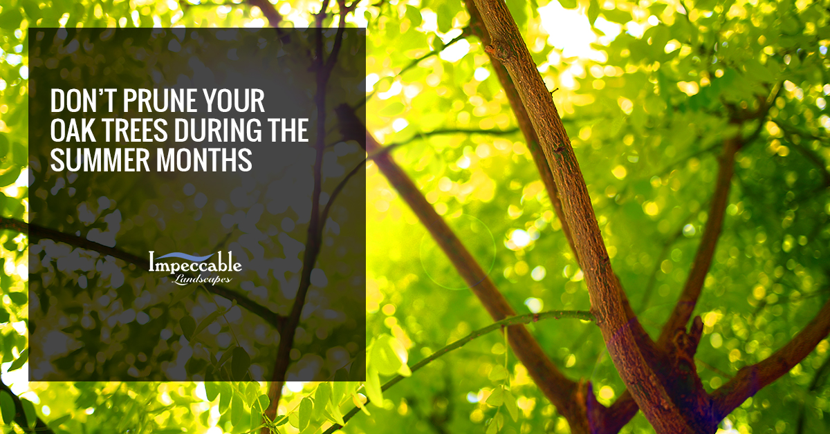 tree branches up close