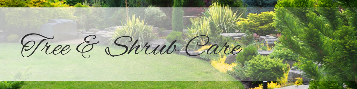 tree-and-shrub-care