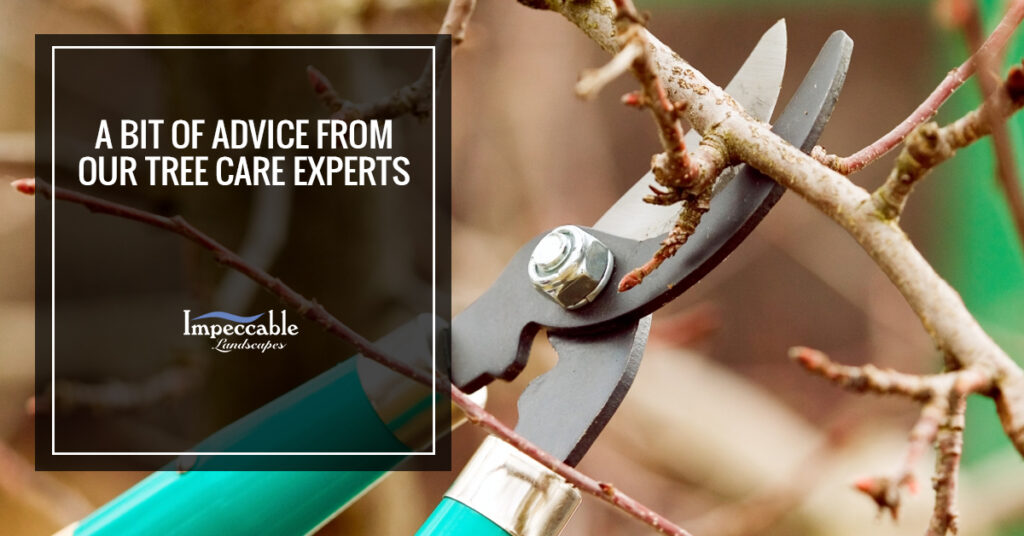 using pruning shears on branch