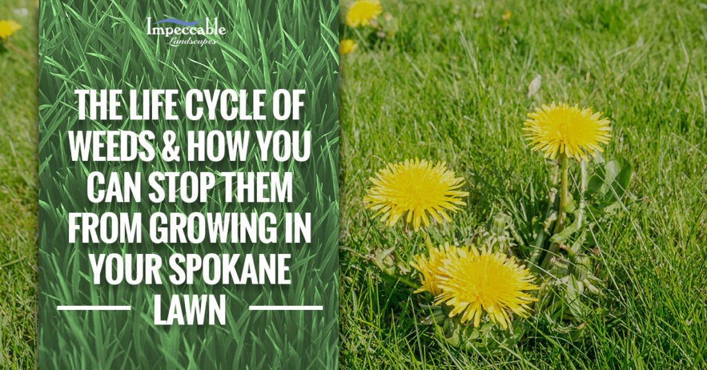 yellow dandelions in grass