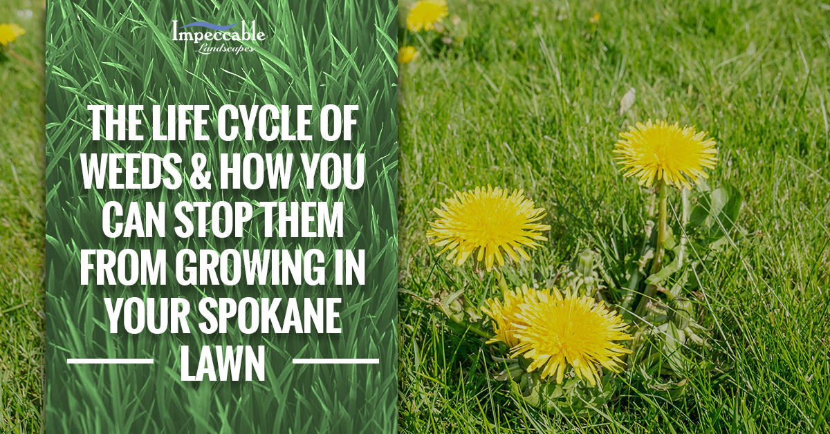 yellow dandelions in grass