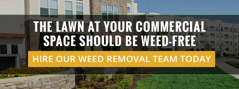 The Lawn At Your Commercial Space Should Be Weed-Free