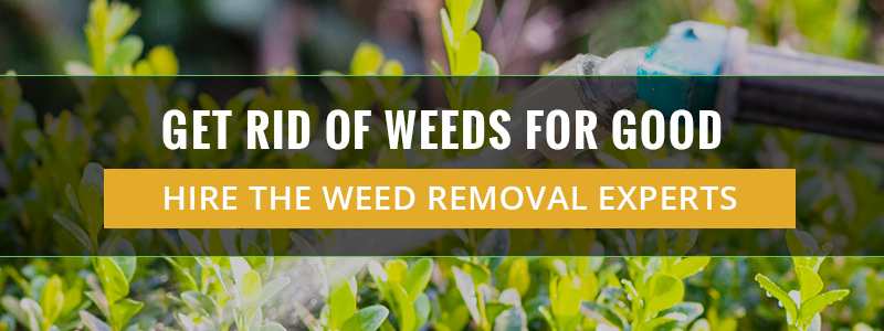 Get Rid Of Weeds For Good