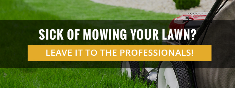 Sick of Mowing Your Lawn