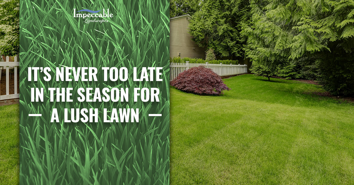 beautiful backyard lawn