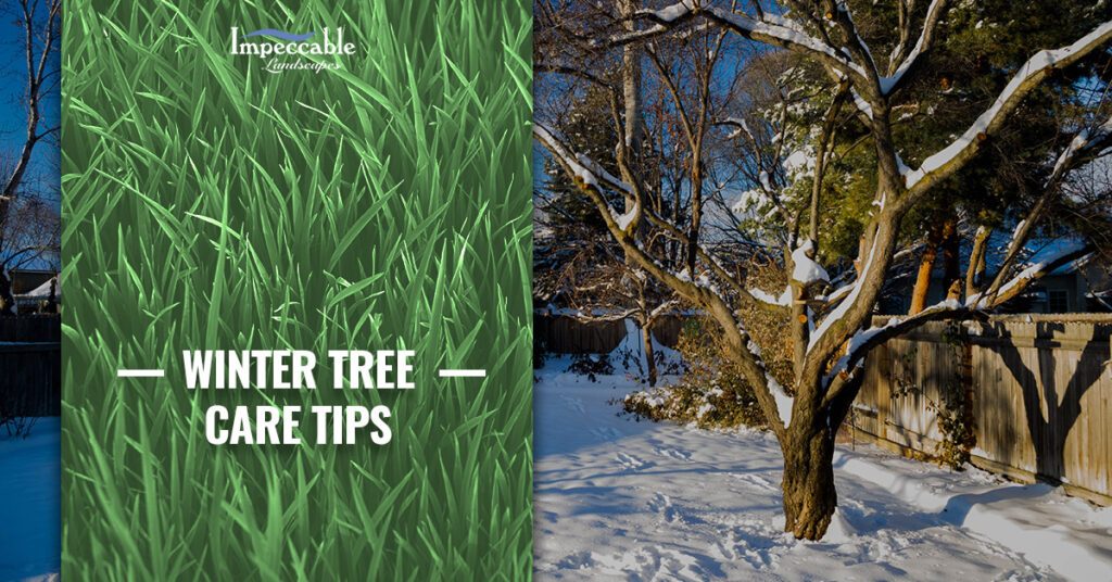 trees in winter