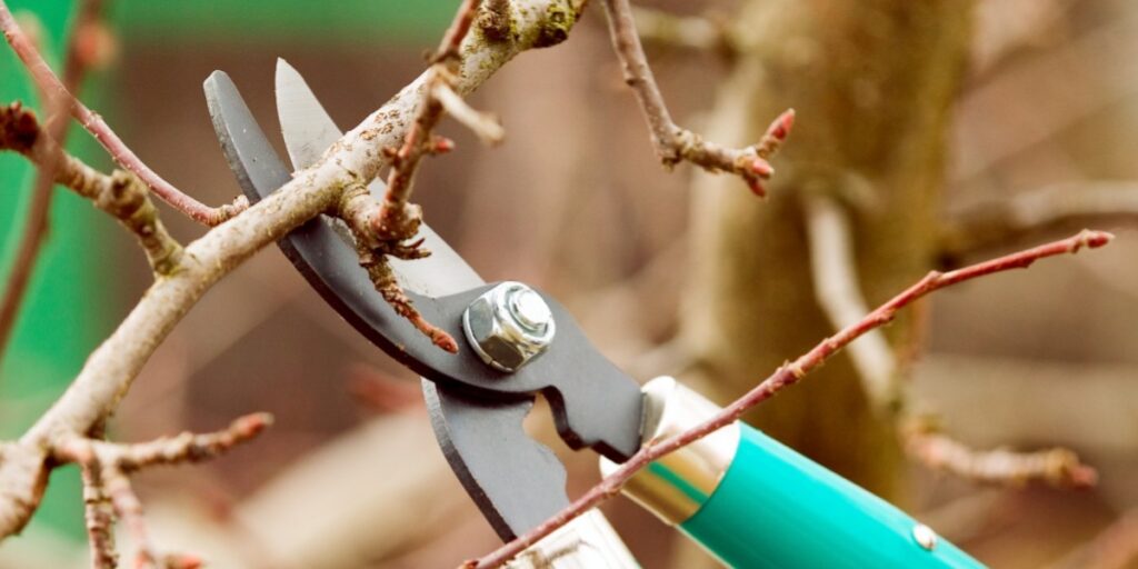 using pruning shears on branch
