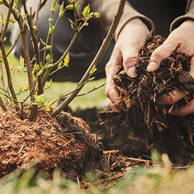 mulching near new shrub