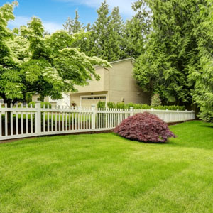 beautiful backyard lawn