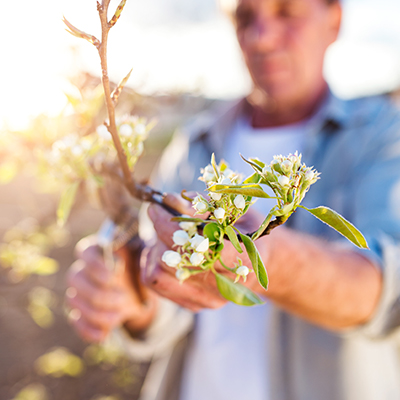 using pruning shears on branch