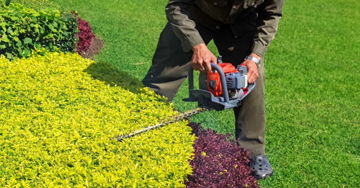 using chainsaw on shrubs