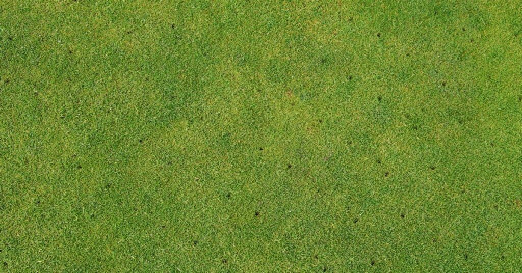 aeration holes in grass