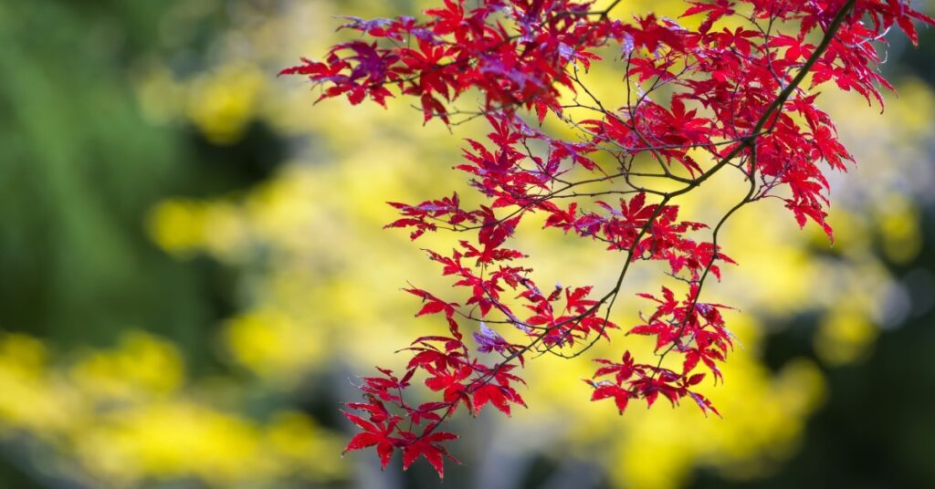 tree with red leaves