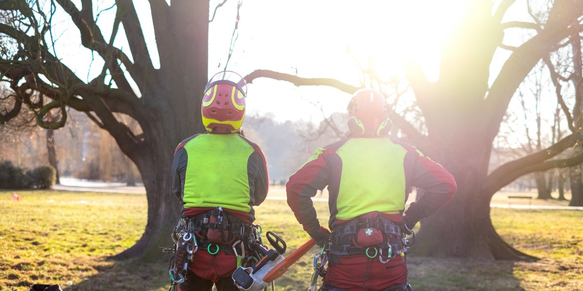 2 workers looking at tall trees