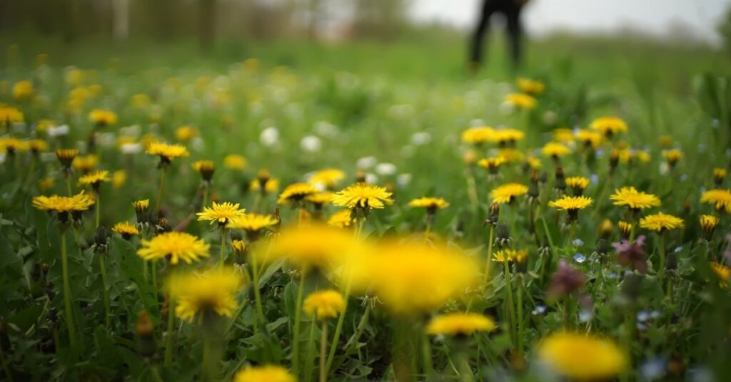 spring weed control impeccable landscapes spokane