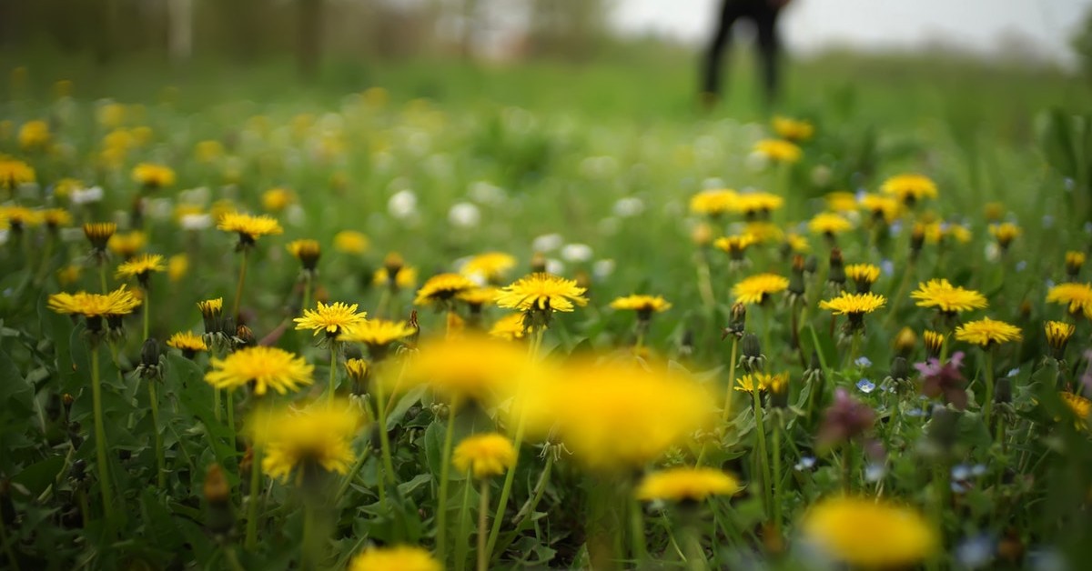 spring weed control impeccable landscapes spokane