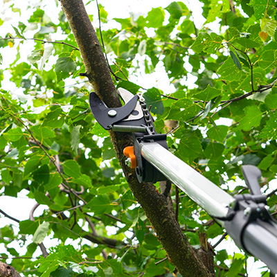 using pruning shears on branch