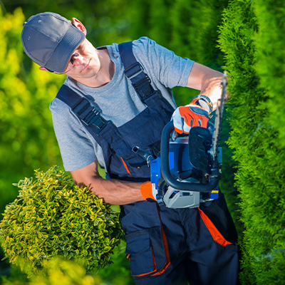 using chainsaw on shrubs