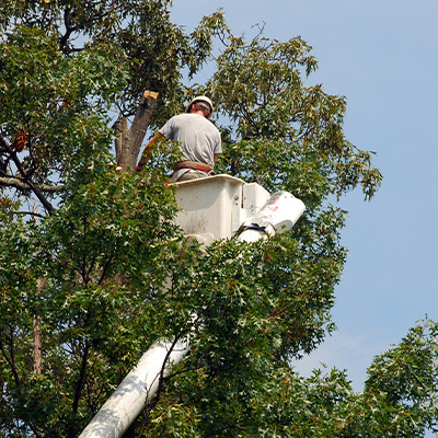 using chainsaw on tree