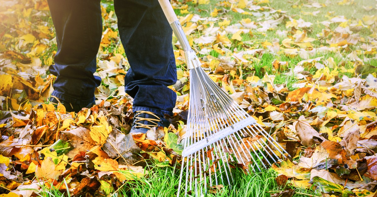 raking leaves