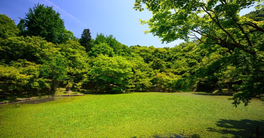 large grassy area with many trees surrounding