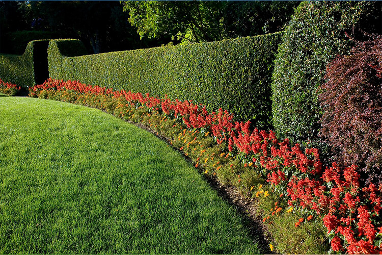 professional landscaping border