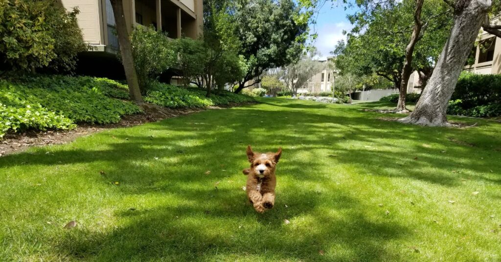 cute dog running through grass