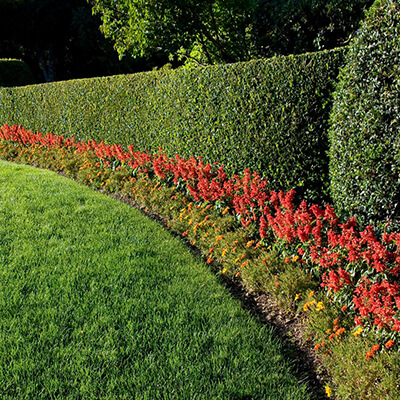professional landscaping border