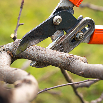 using pruning shears on branch
