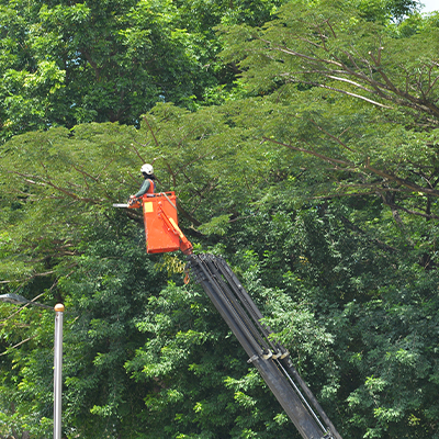 using chainsaw on tree