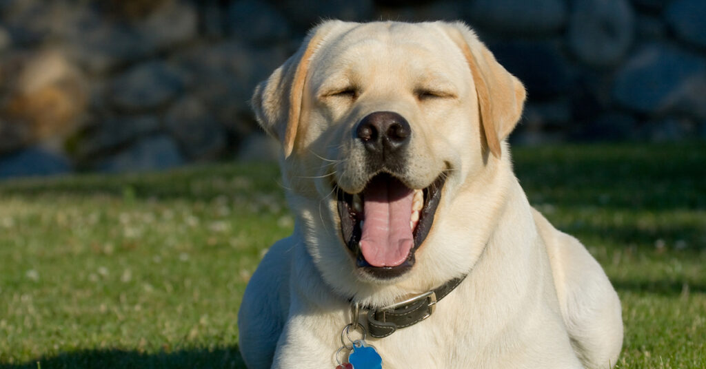 Image of a dog laying on a lawn enjoying the summer sun.