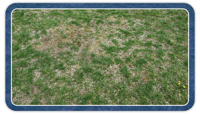 Image of a patchy lawn