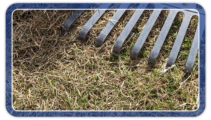Image of a rake getting rid of dead grass
