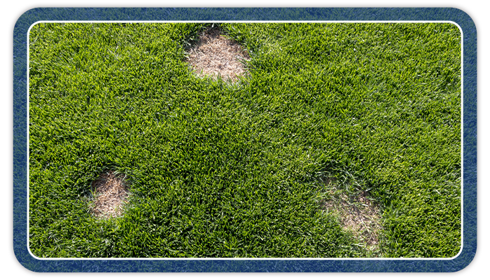 patchy dead areas of grass