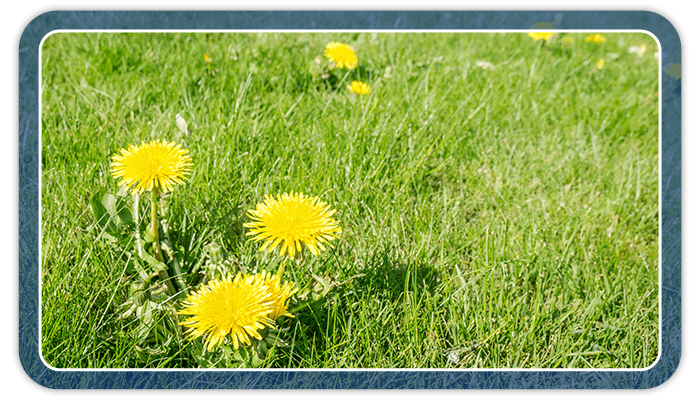 Image of dandelion weeds in a grass lawn