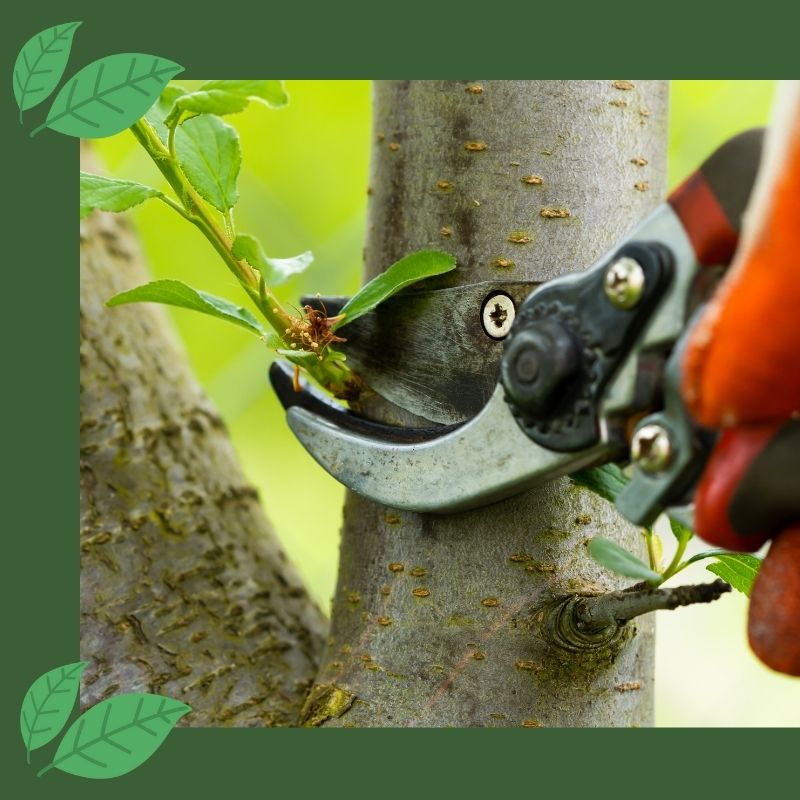 tree being pruned with shears by getting rid of small branches